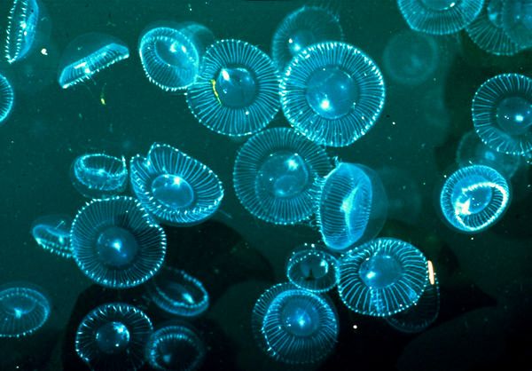 crystal-jelly-gfp-glowing-animals_11833_600x450