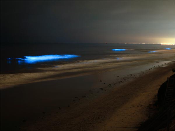 glowing-waves-bioluminescent-ocean-life-explained-california_50148_600x450