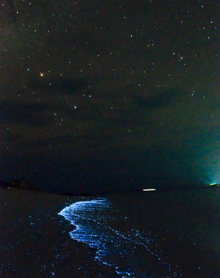 glowing-waves-bioluminescent-ocean-life-explained-maldives_50147_600x450