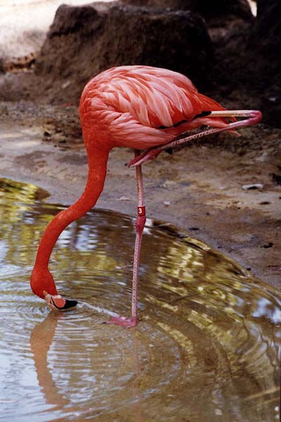 flamingo