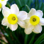 Narcissus flower