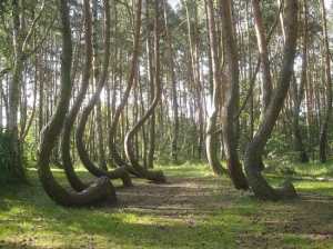 Hoia Baciu Forest (Romania)